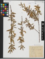 Foto von Salix alba L.